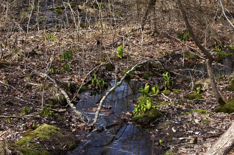 A small stream flowing through nature